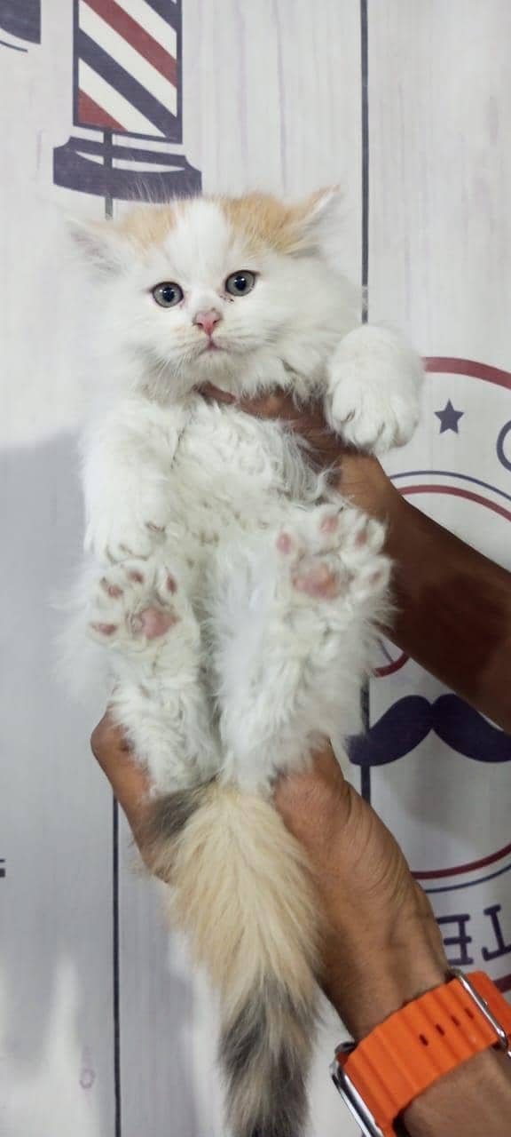 Pearson kitten 1