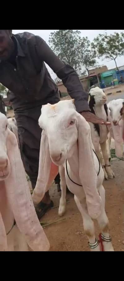 goat for sale | gulabi bakrey | bakra for sale | healthy active goats