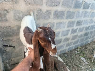 goat for sale | kamori bakry| bakra for sale | healthy active goats