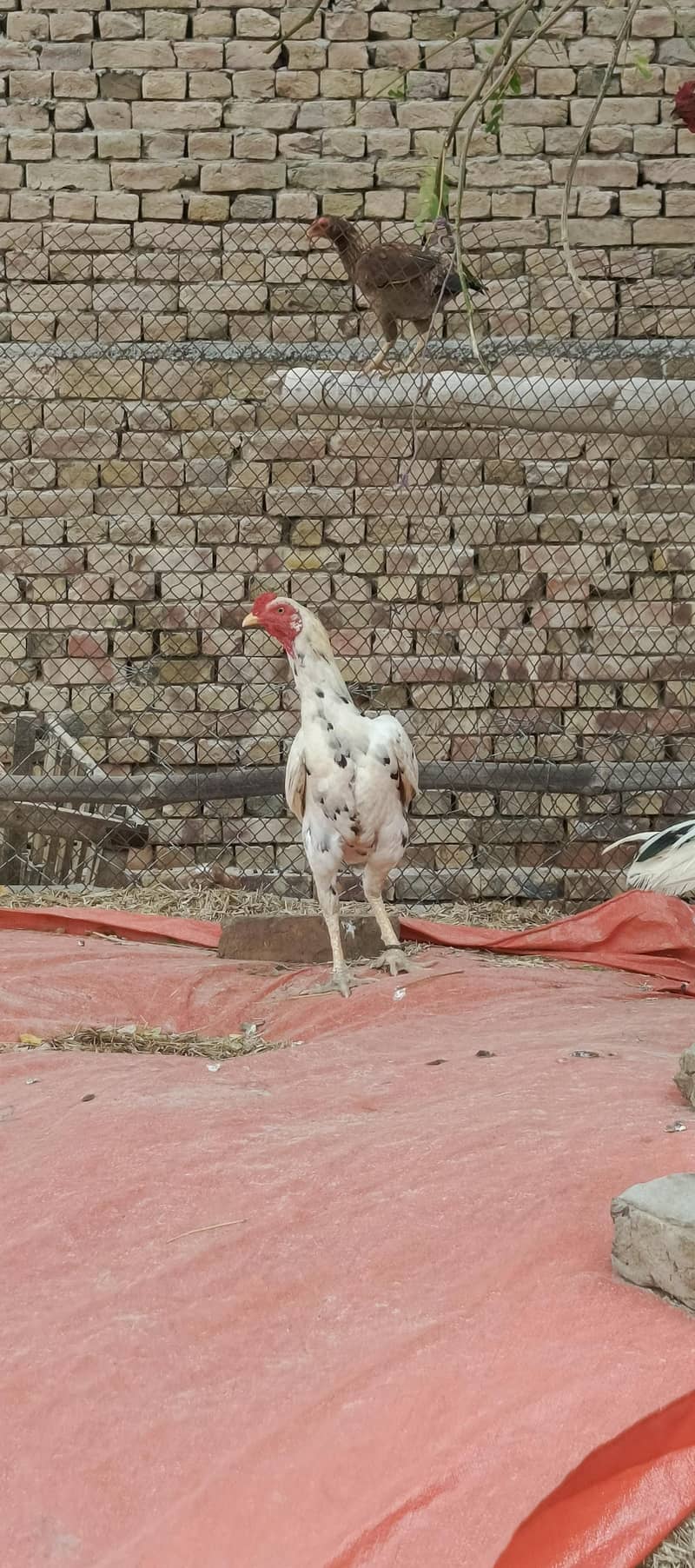 Aaseel patha high quality 2