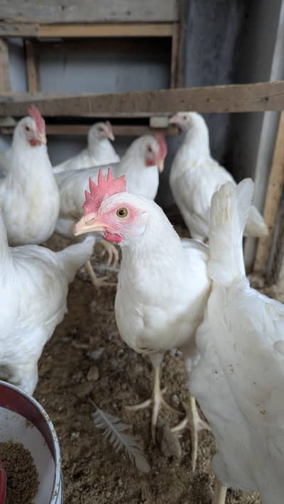 White Layer  farmi hen egg lay vailable For Sale