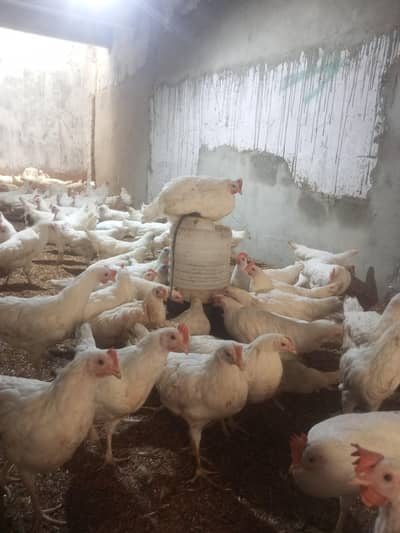 White Layer  farmi hen egg lay vailable For Sale