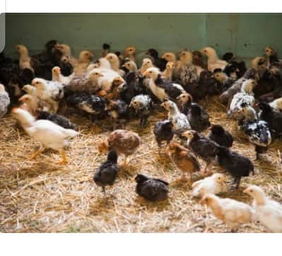 golden misri chick's ready for sale per kg Rs 1200