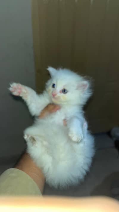 2 pairs of Persian cat