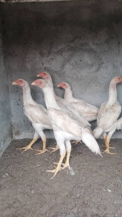 White shamo for sale