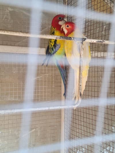 Golden mental Rosella