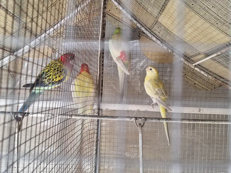 Golden mental Rosella — photo 2