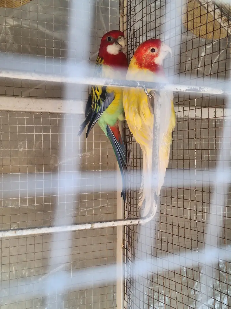 Golden mental Rosella — photo 3