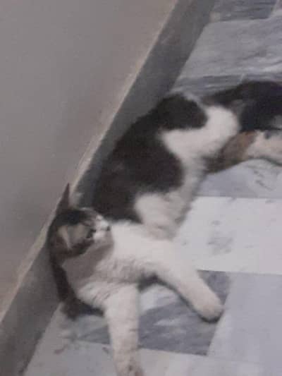 cat for sale.