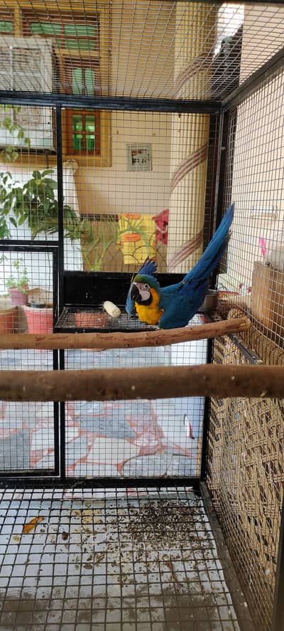 Blue and gold macaw