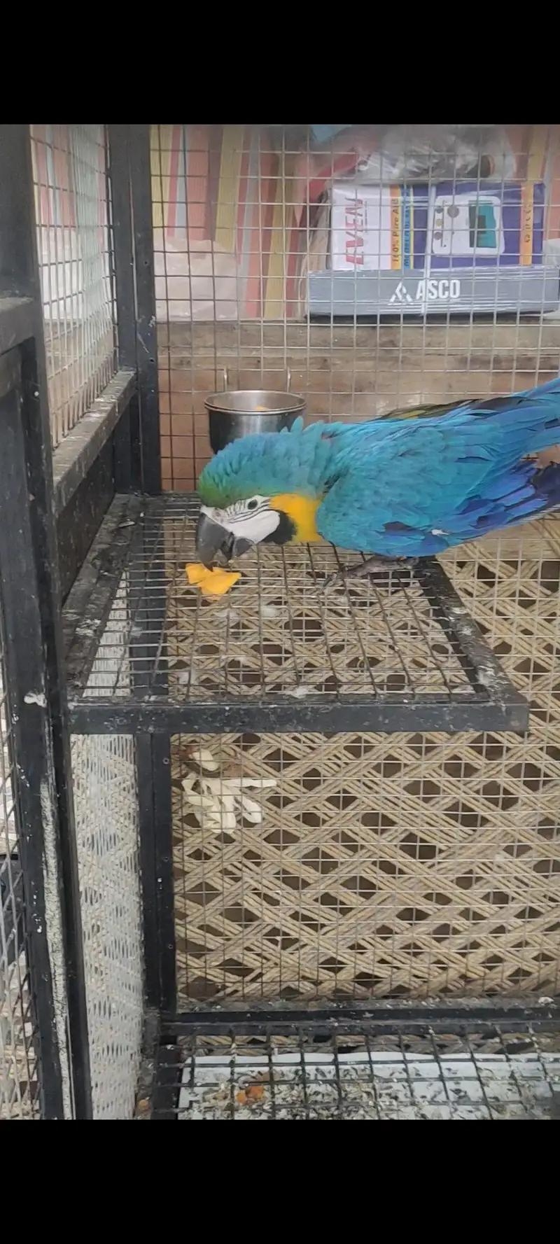 Macaw Parrot | Blue And Gold Macaw | Macaw Parrots For Sale