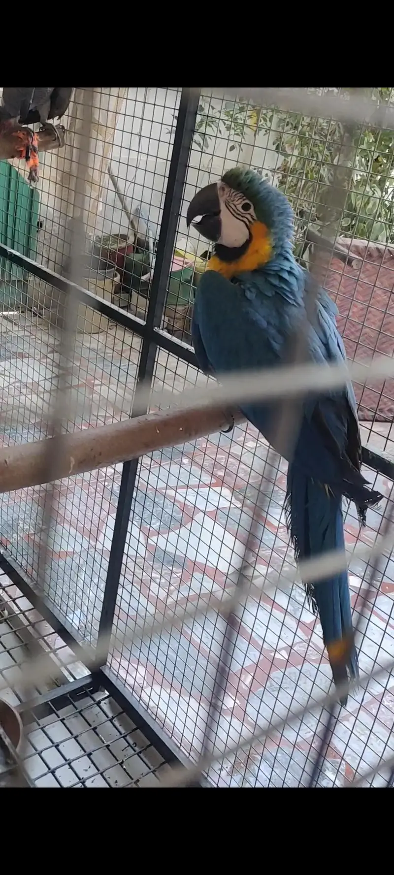 Macaw Parrot | Blue And Gold Macaw | Macaw Parrots For Sale — photo 3