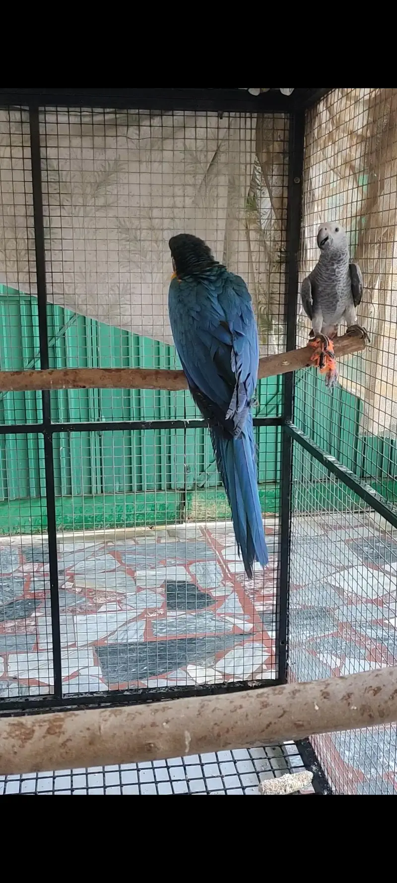 Macaw Parrot | Blue And Gold Macaw | Macaw Parrots For Sale — photo 4