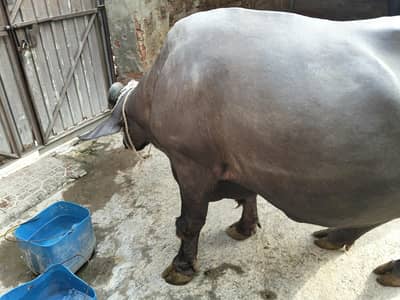 Bhains for sale