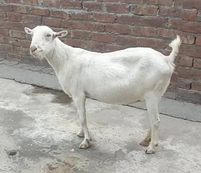 Teddy barbari bakri
