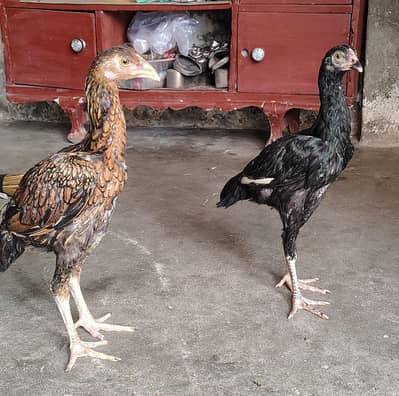 Shamo Aseel