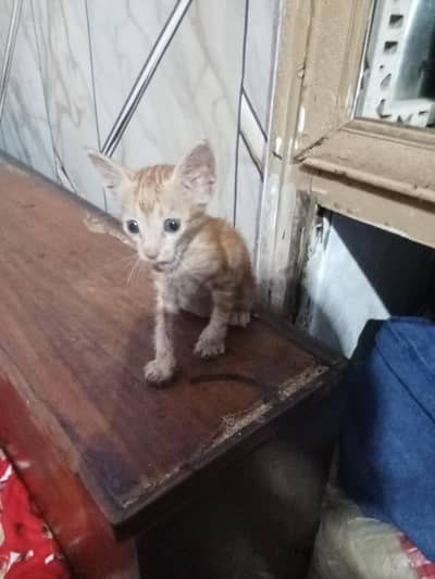 feed me milk piti hai