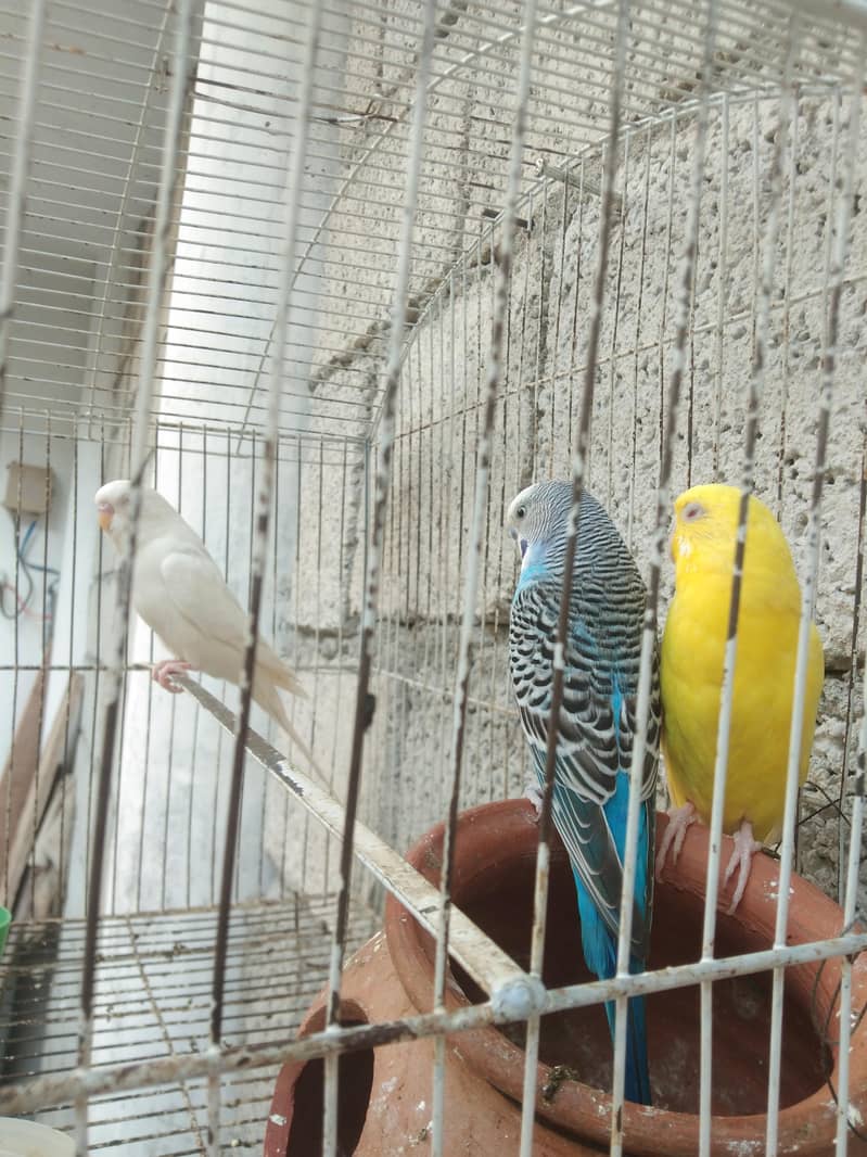 آسٹریلین 1