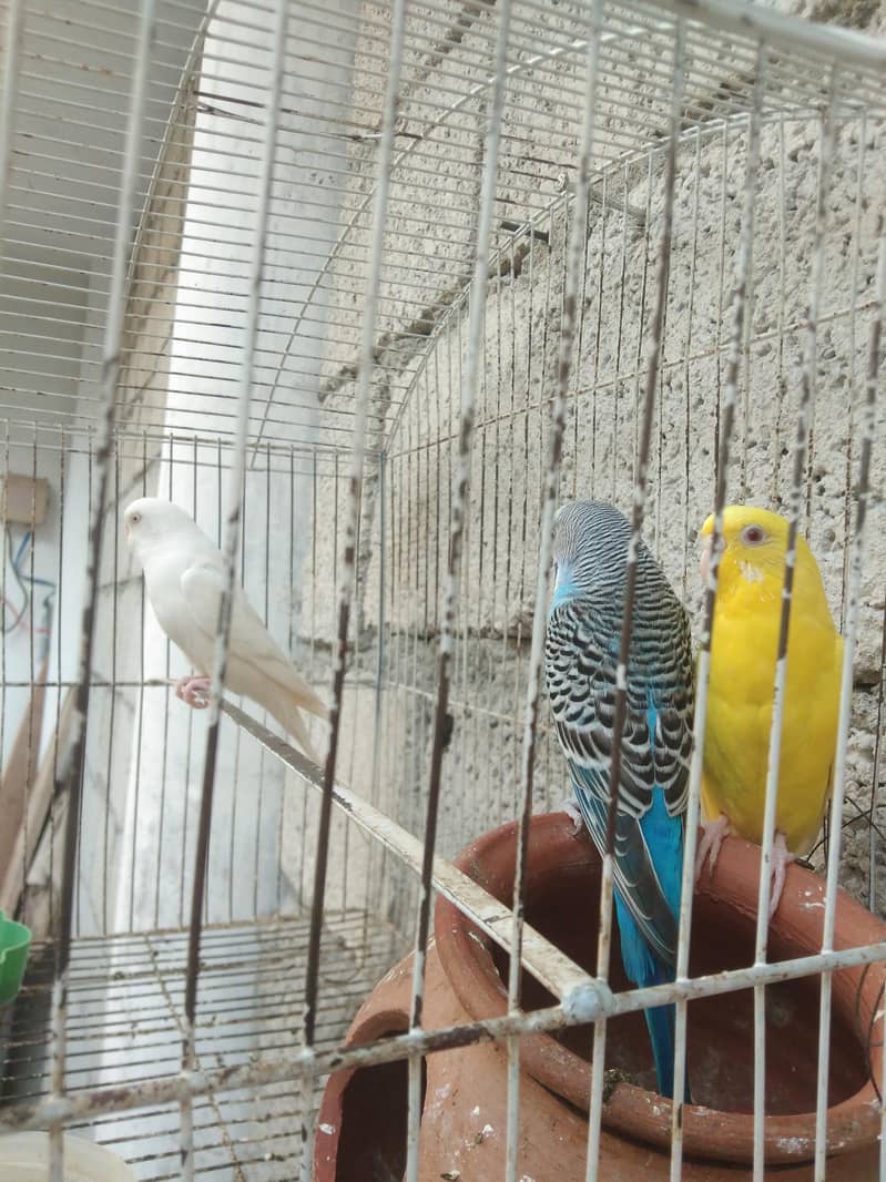 آسٹریلین 2