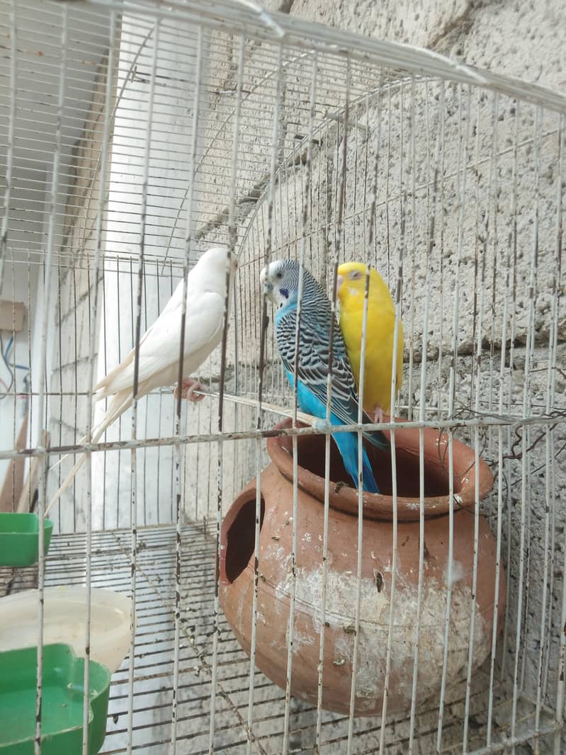 آسٹریلین 3