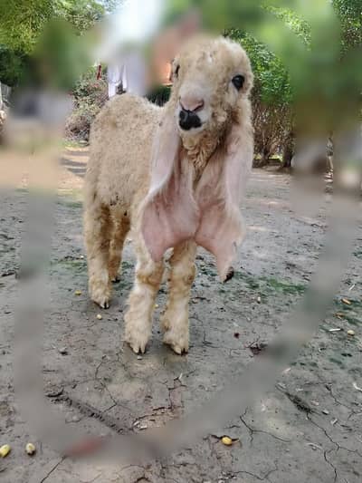 sheep|kajla |Bakra| Kajla |goat | 0300-0091606