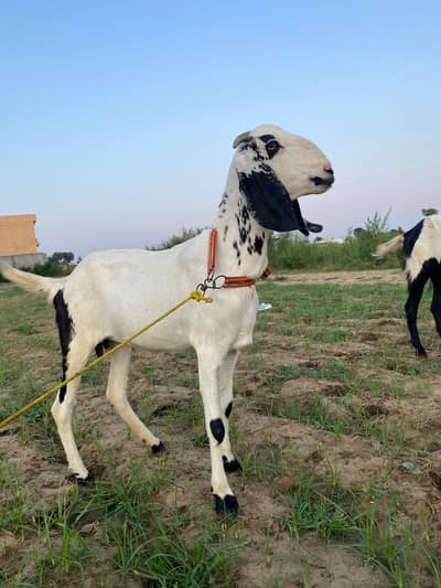 Goat for sale