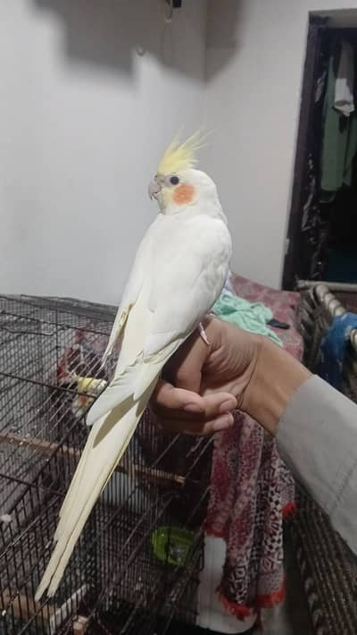 tame lutino cocktail male [exchange possible]
