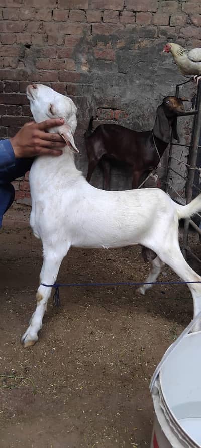 gulabi teda male