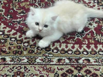 Triple coated persian kittens white golden black (Call 03246450876)