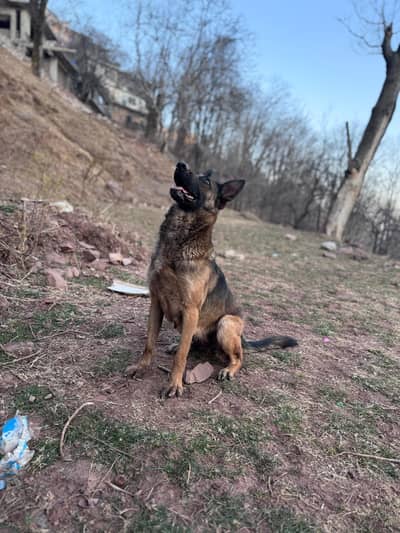 gsd breeder 03015502118