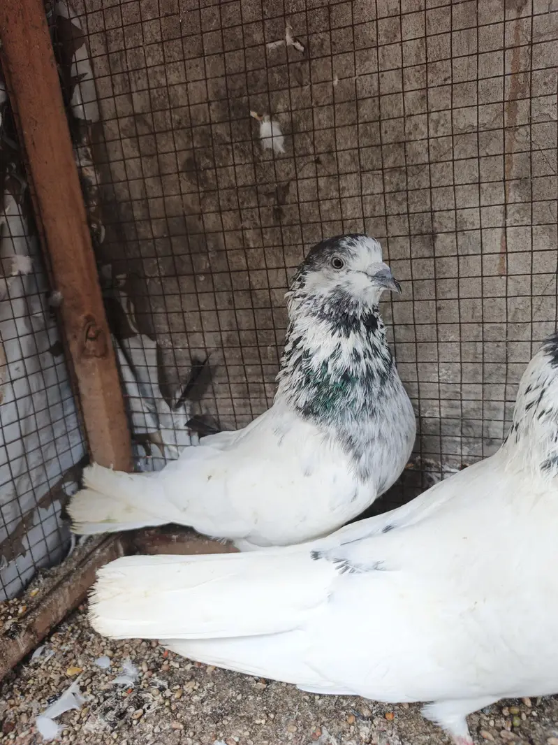 pure blood line bateray — photo 2