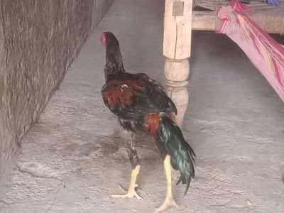 for sell