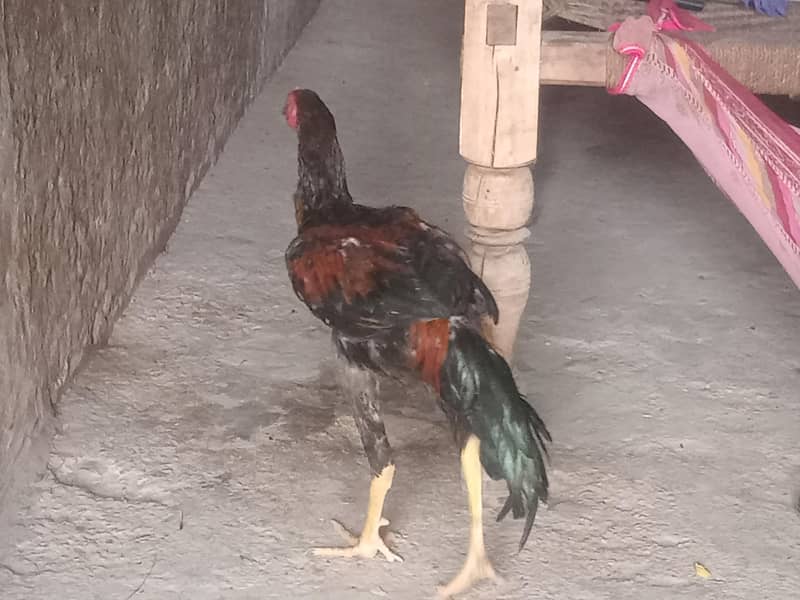 for sell 0