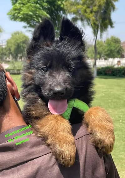 German Shepherd male puppy for sale