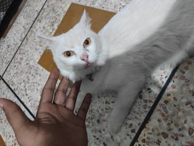 Persian cat pair urgent for sale