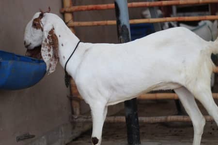 pateri bakri