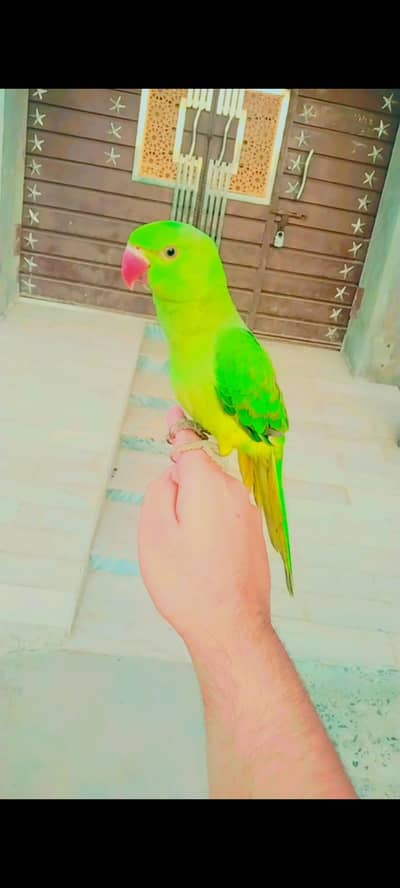 Healthy Hand Tame Alexandrine Parrot for Sale 03166444804contact