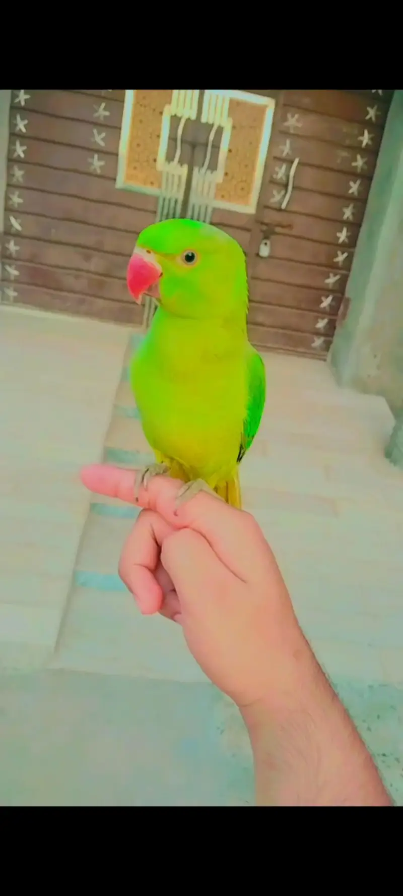 Healthy Hand Tame Alexandrine Parrot for Sale 03166444804contact — photo 2