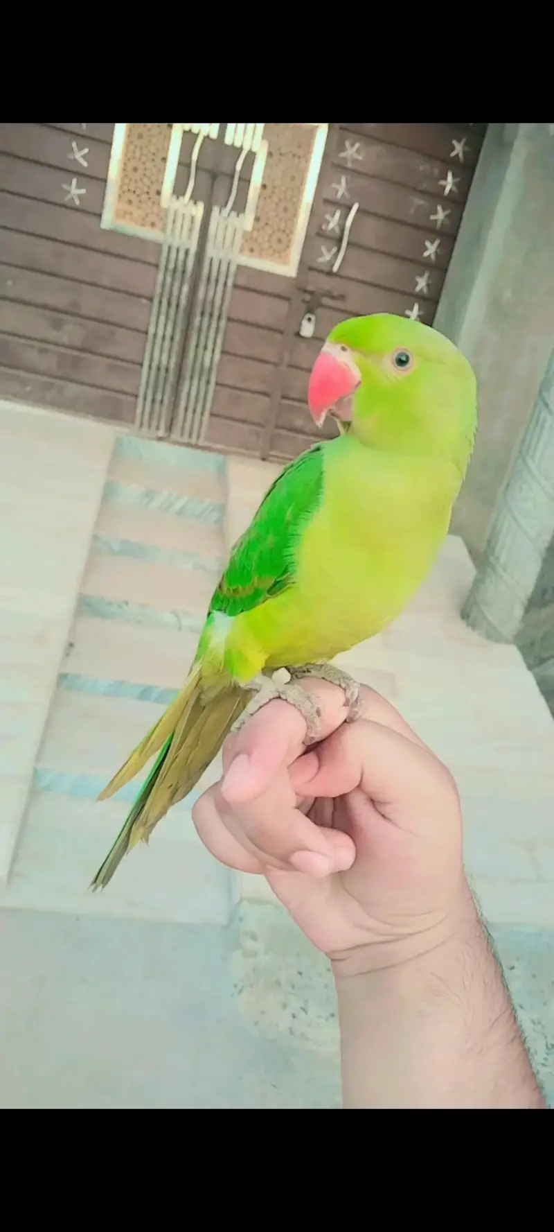 Healthy Hand Tame Alexandrine Parrot for Sale 03166444804contact — photo 3