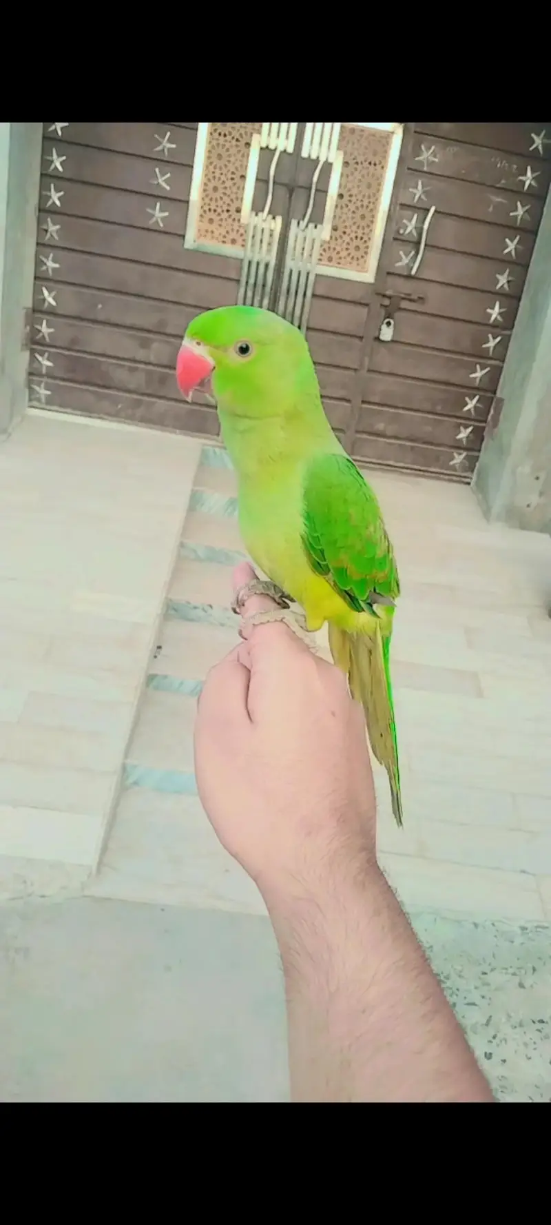 Healthy Hand Tame Alexandrine Parrot for Sale 03166444804contact — photo 4
