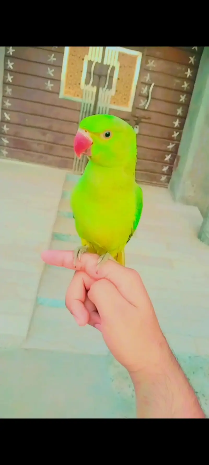 Healthy Hand Tame Alexandrine Parrot for Sale 03166444804contact — photo 5