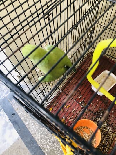 Talking parrot