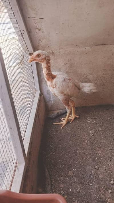 Heerà Aseel chick