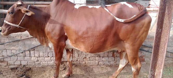 cholistani wachi for sale