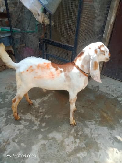 desi bakra. . 03170377493