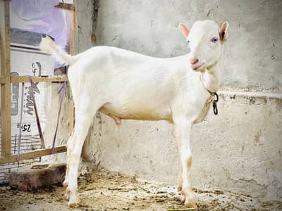 Tedda full gulabi white eyes