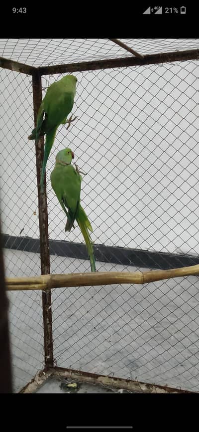 1 breeder pair ha or ak sath extra female