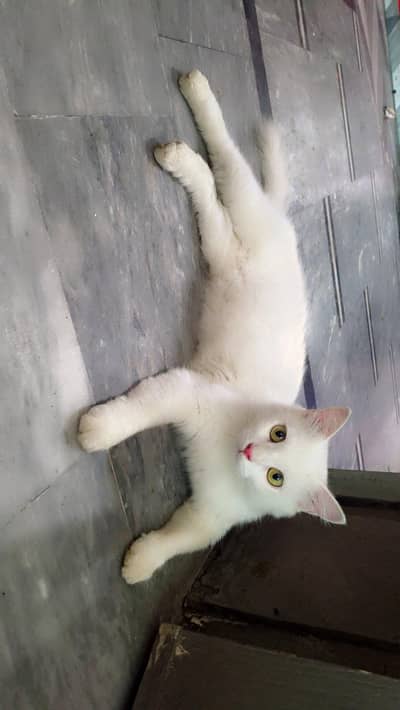 Cat For sale