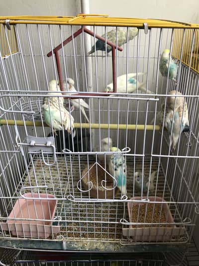 budgies for sell