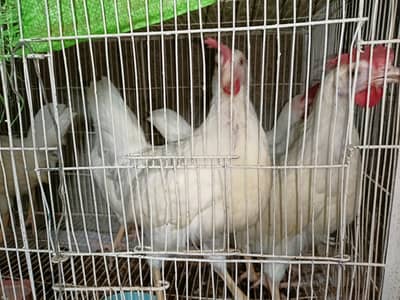 Murga for sell